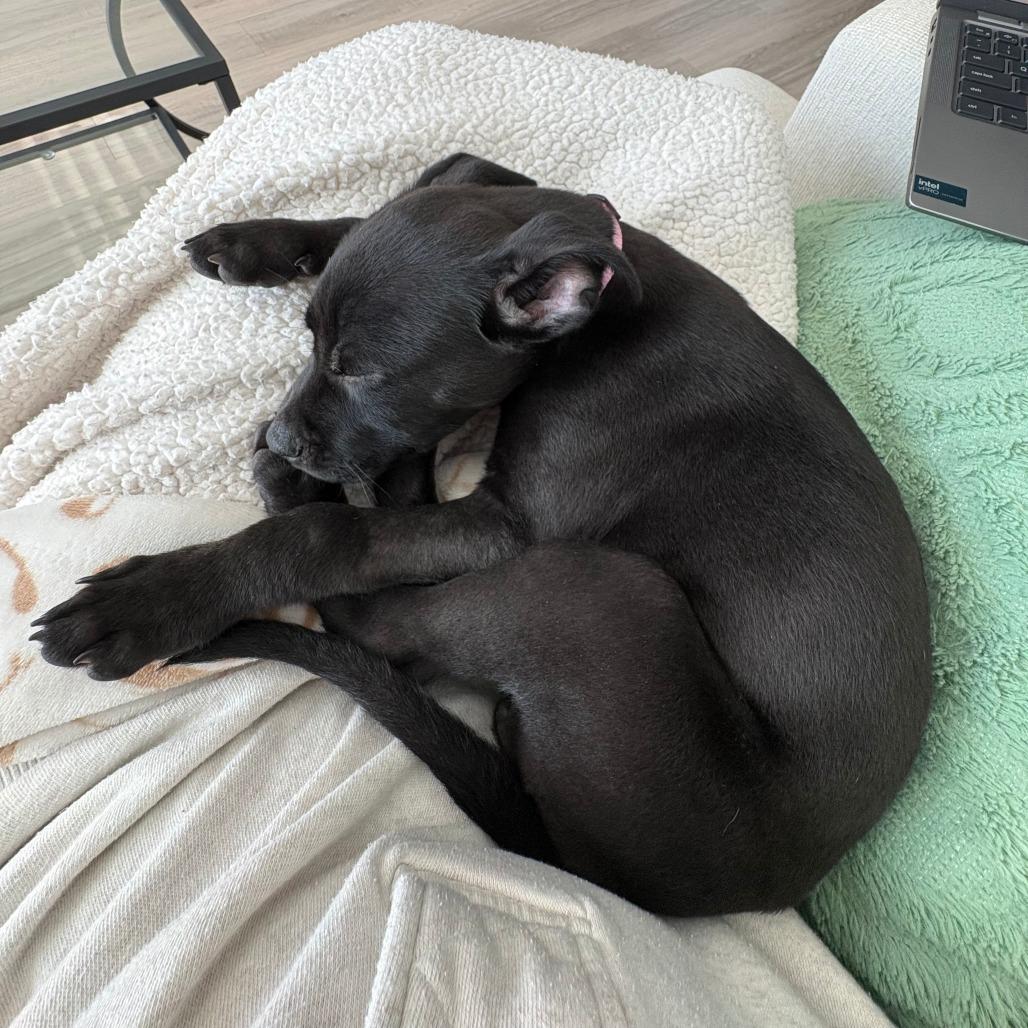 Darling Daffodil — thumbnail 6