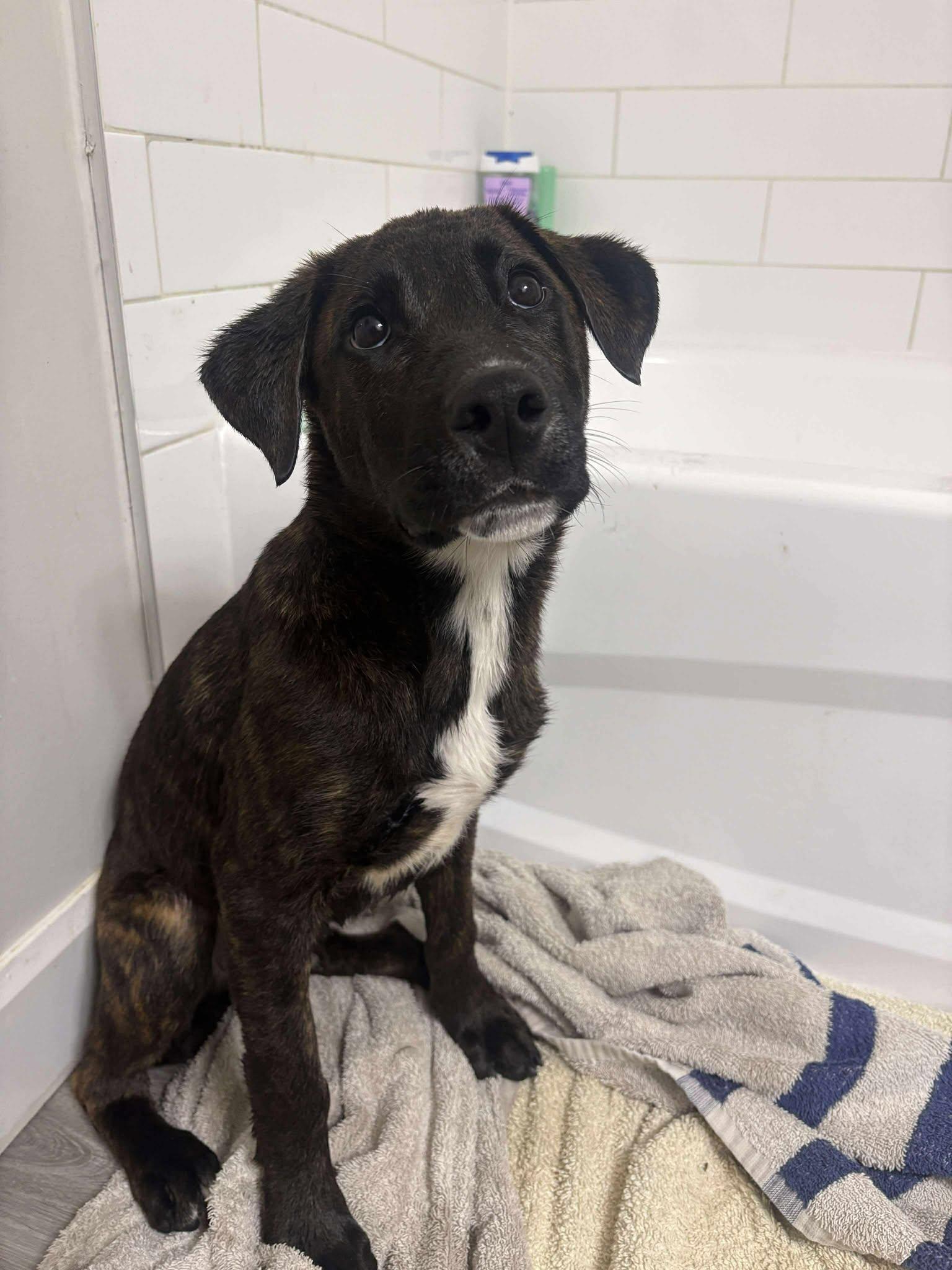 Cove, a Adoptable mixed breed in London, ON image 1/4