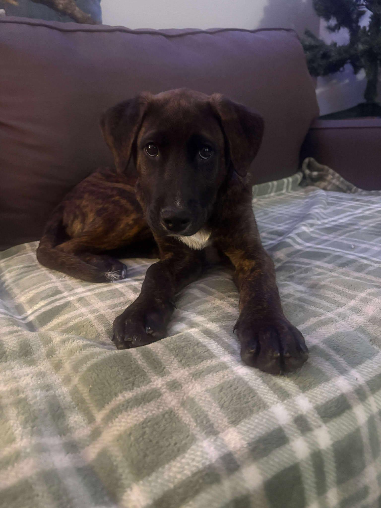 Cove, a Adoptable mixed breed in London, ON image 2/4