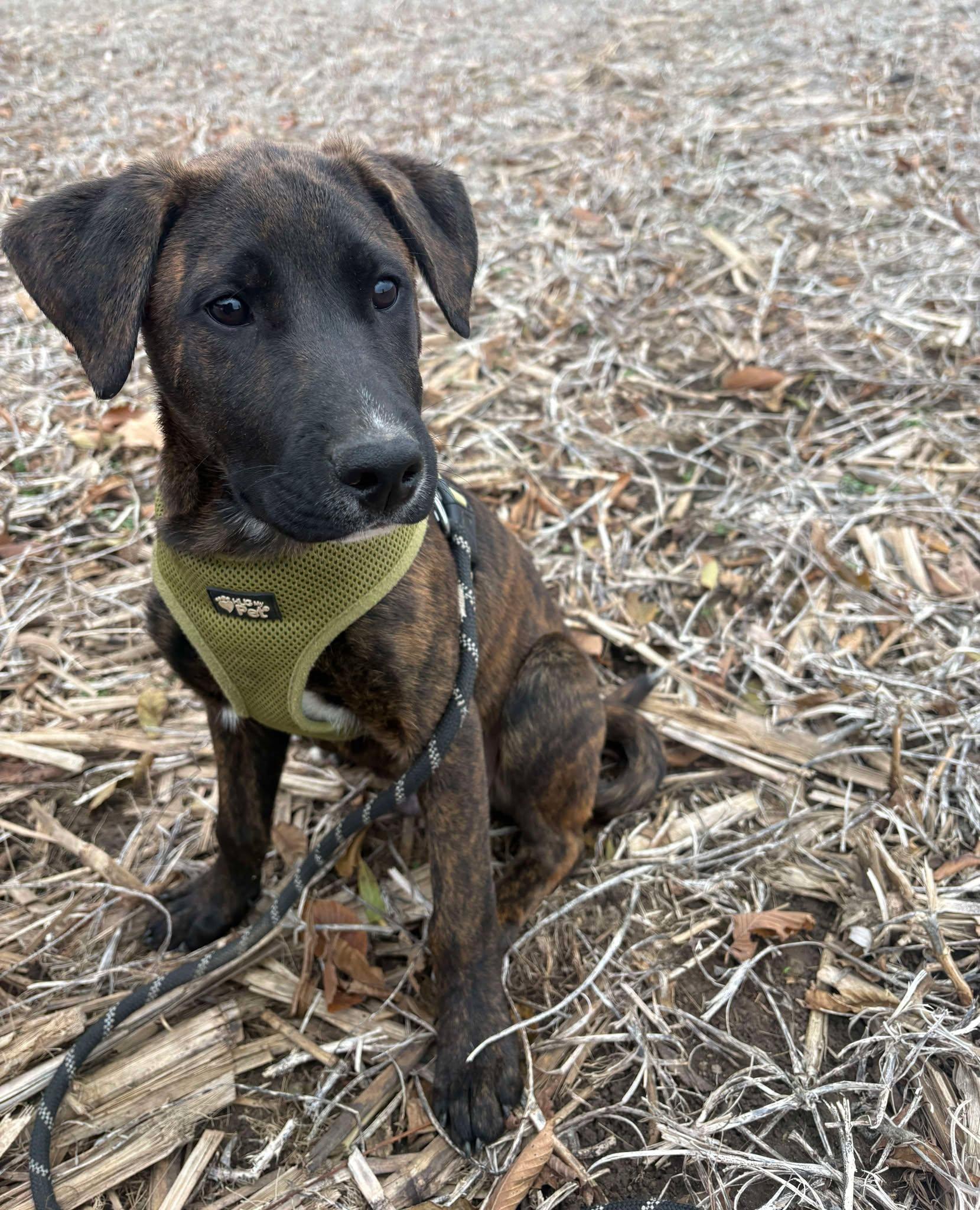 Cove, a Adoptable mixed breed in London, ON image 3/4