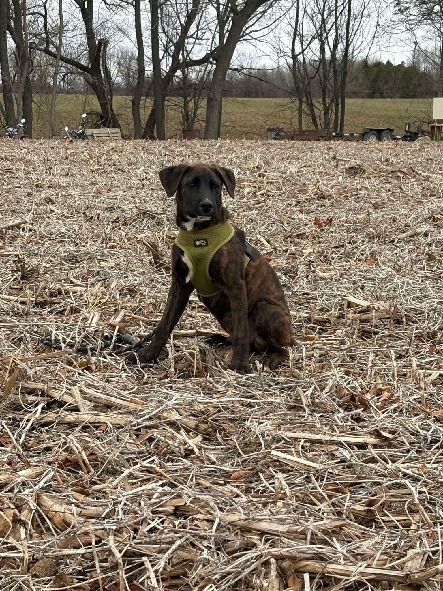 Cove, a Adoptable mixed breed in London, ON image 4/4