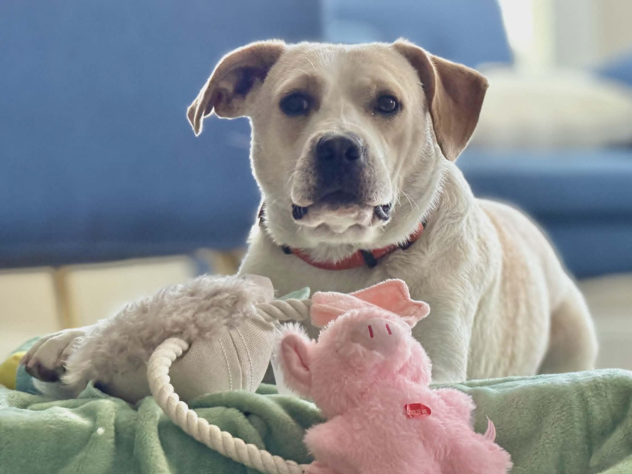 Popcorn - IN FOSTER HOME - AVAILABLE TO ADOPT, ADOPTABLE, Young Female Labrador Retriever.