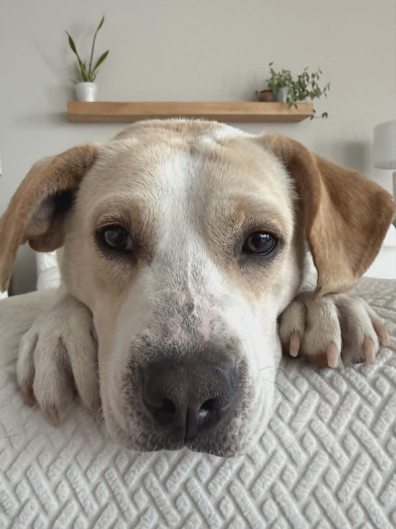 Popcorn - IN FOSTER HOME - AVAILABLE TO ADOPT, a ADOPTABLE mixed breed in Clayton, NC image 3/6