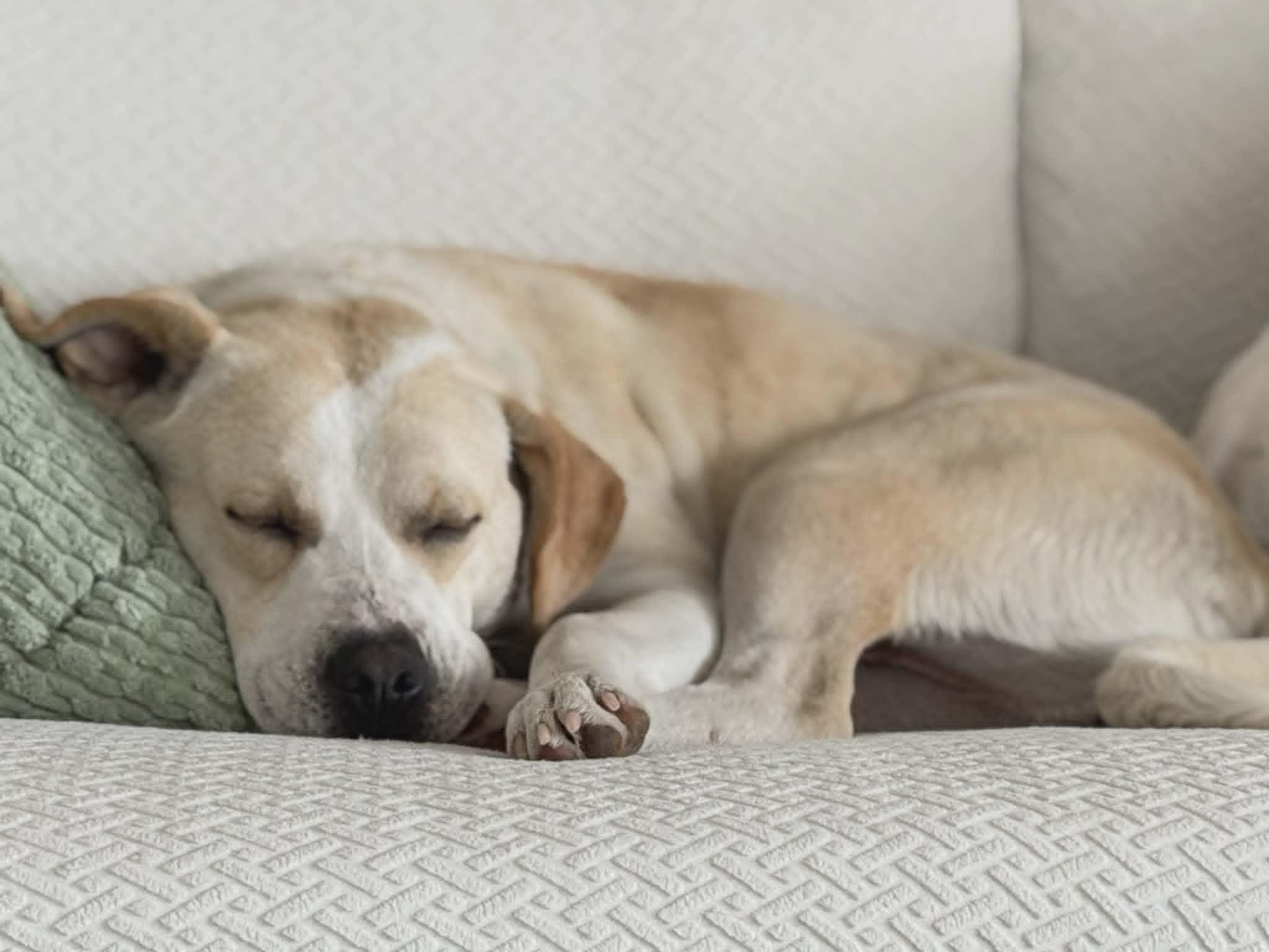 Popcorn - IN FOSTER HOME - AVAILABLE TO ADOPT, a ADOPTABLE mixed breed in Clayton, NC image 4/6