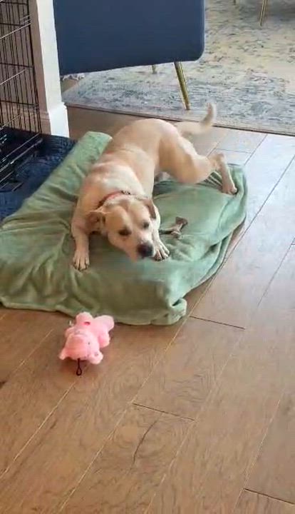 Enlarge Popcorn - IN FOSTER HOME - AVAILABLE TO ADOPT, a ADOPTABLE mixed breed in Clayton, NC video 5/6