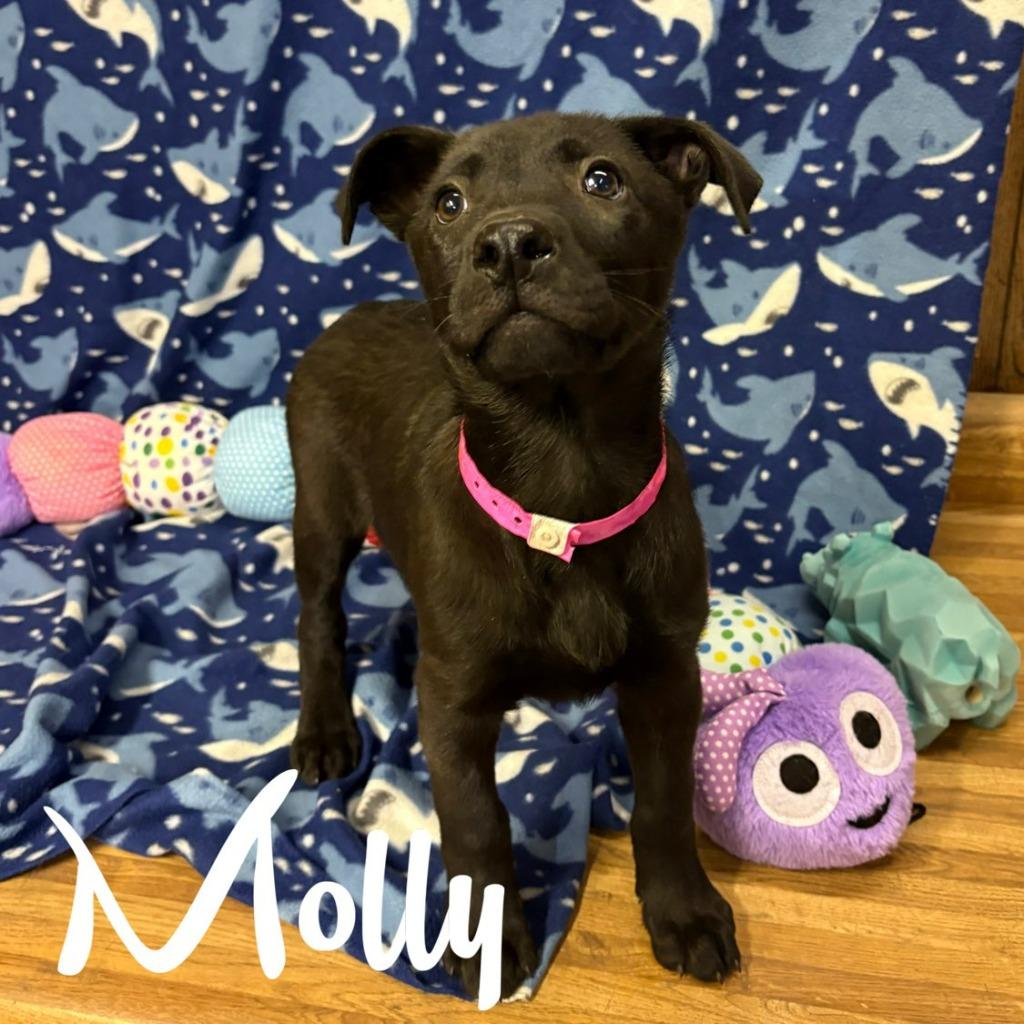Enlarge Molly, a Adoptable mixed breed in Hillsboro, OH image 1/2