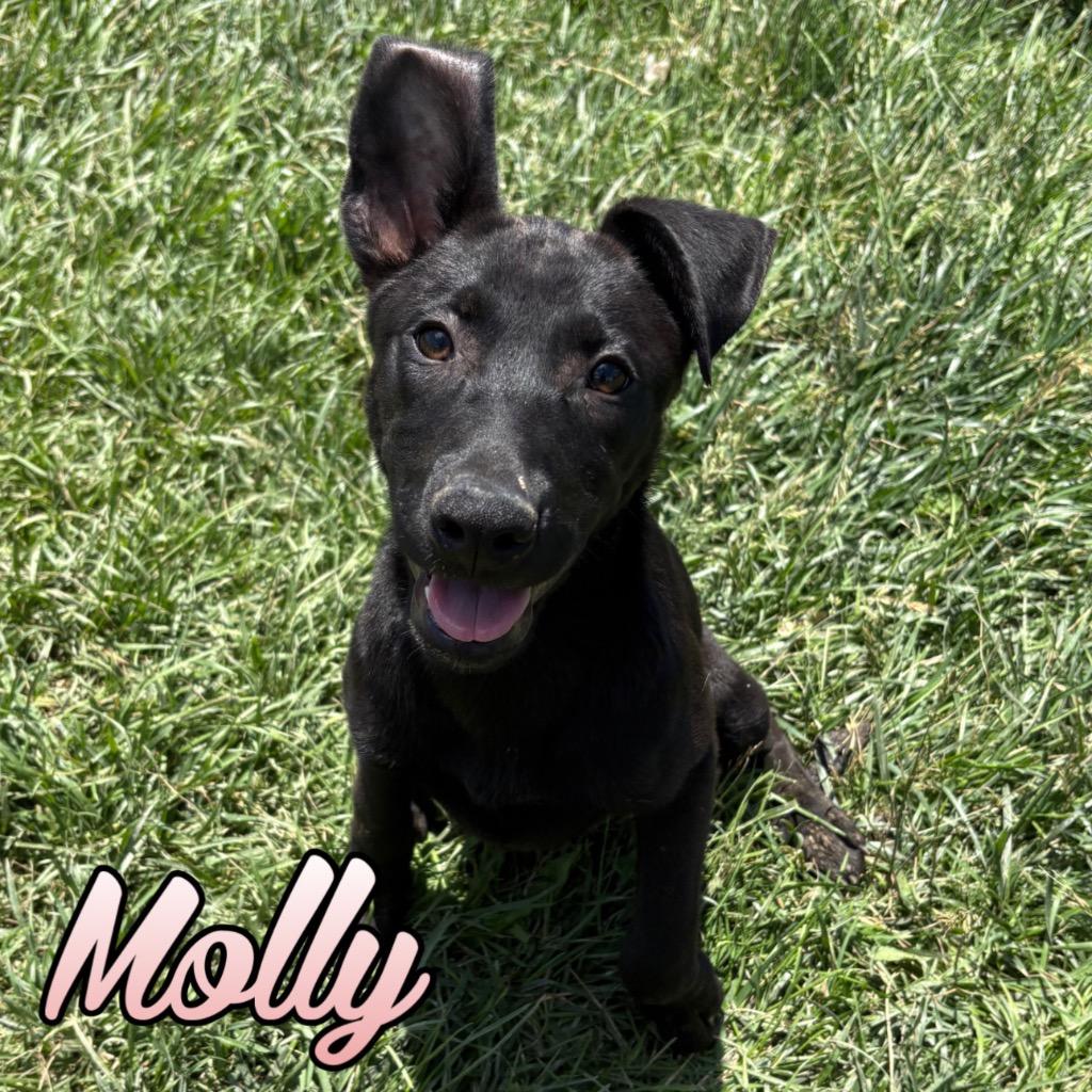 Molly, a Adoptable mixed breed in Hillsboro, OH image 2/5