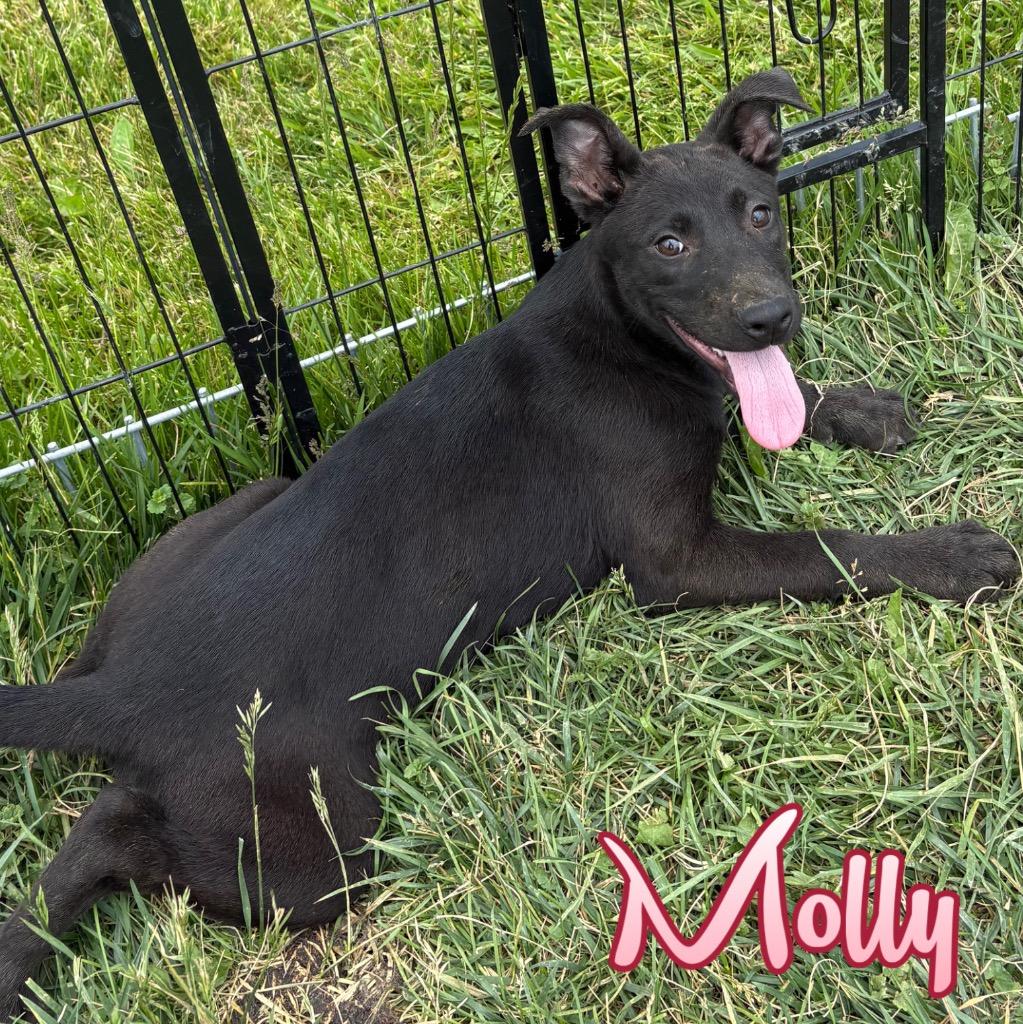 Molly, a Adoptable mixed breed in Hillsboro, OH image 3/5