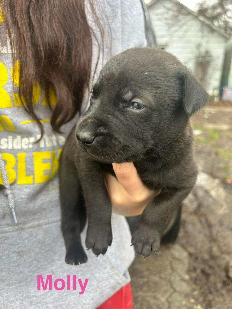 Enlarge Molly, a Adoptable mixed breed in Hillsboro, OH image 2/2