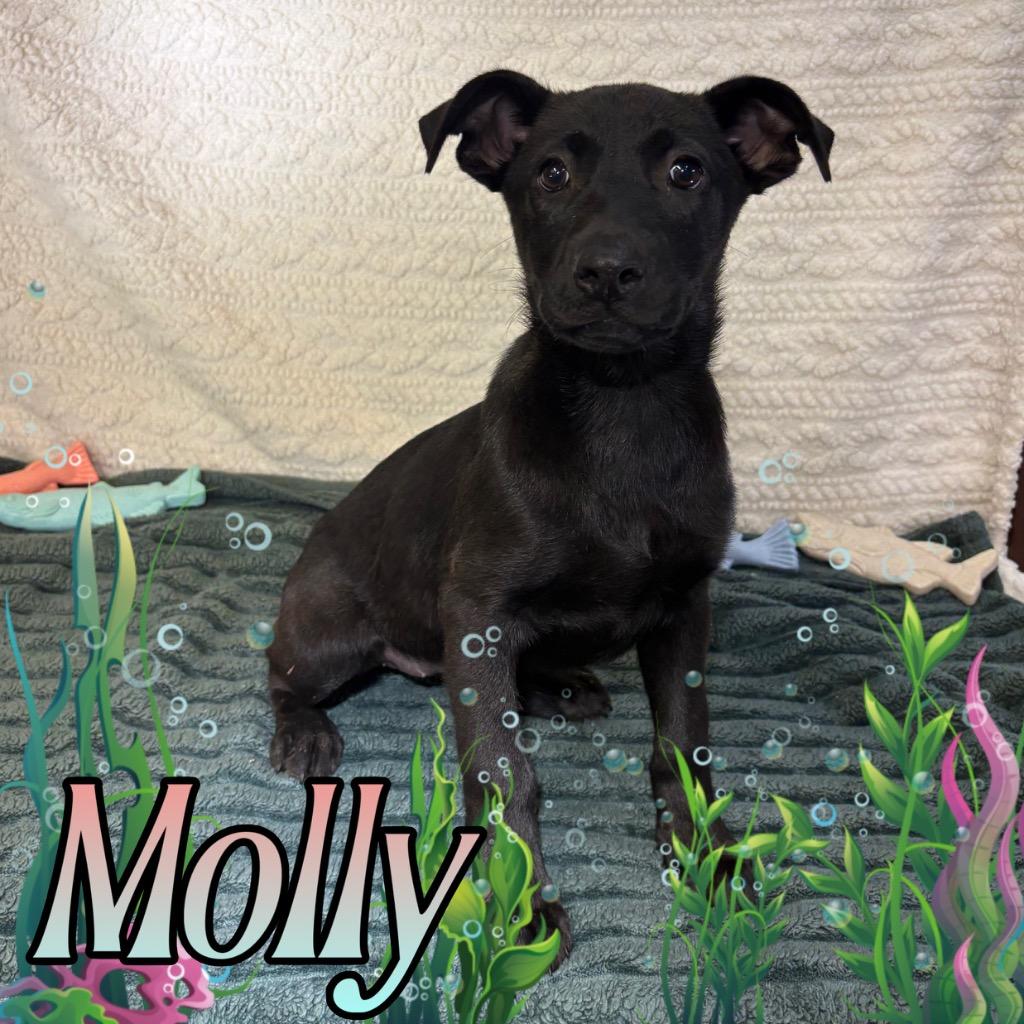 Enlarge Molly, a Adoptable mixed breed in Hillsboro, OH image 3/3