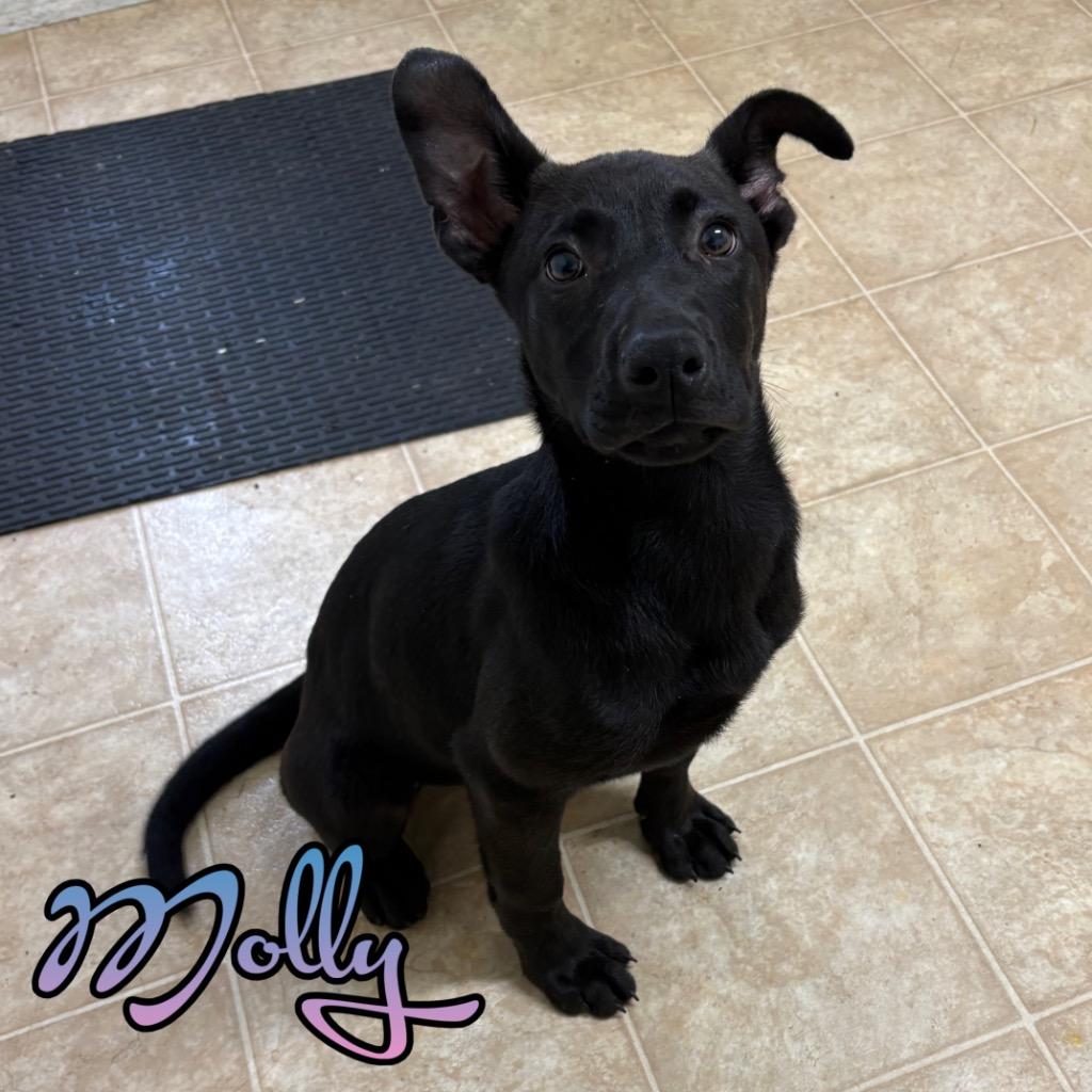 Molly, a Adoptable mixed breed in Hillsboro, OH image 5/5