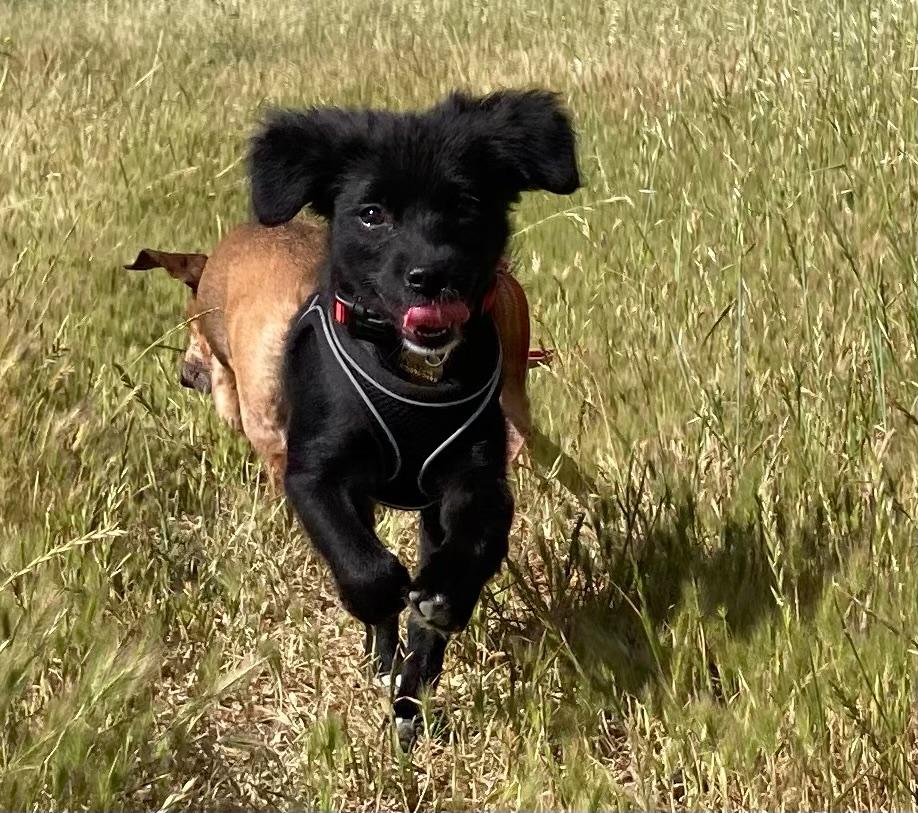 Bingo, a ADOPTABLE mixed breed in Emeryville, CA image 2/4