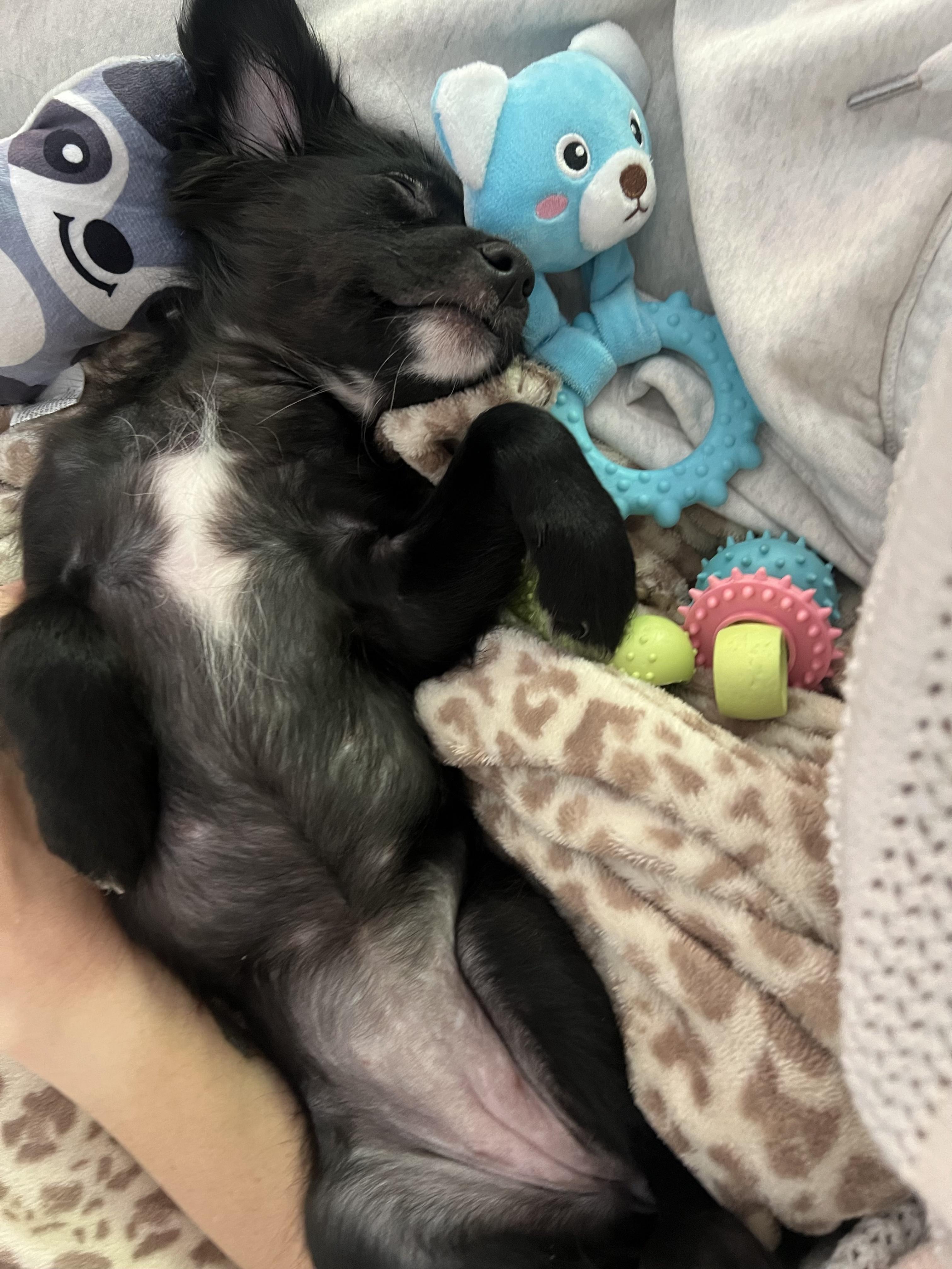 Bingo, a ADOPTABLE mixed breed in Emeryville, CA image 4/4