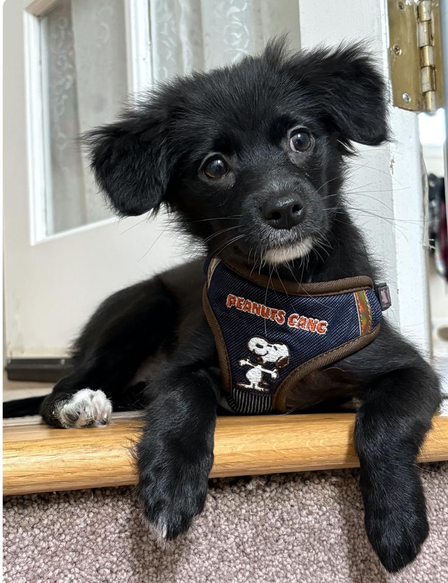 Bingo, a ADOPTABLE mixed breed in Emeryville, CA image 1/4