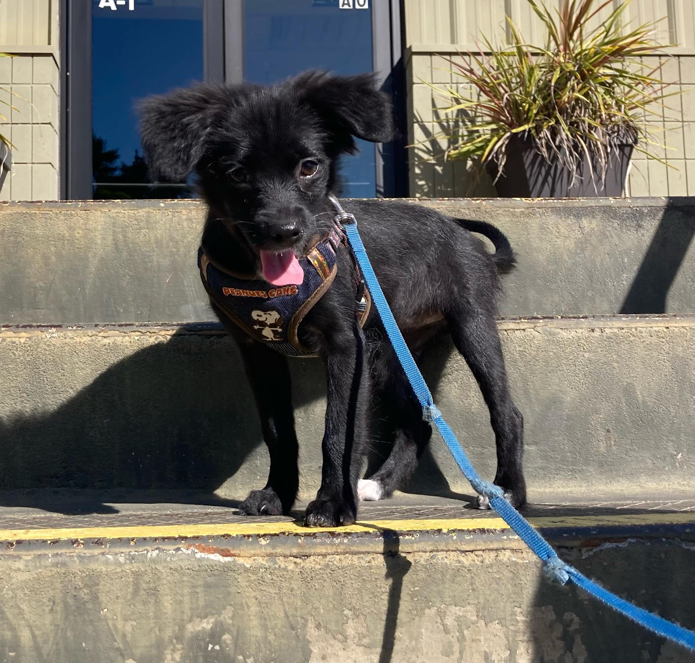 Bingo, a ADOPTABLE mixed breed in Emeryville, CA image 3/4