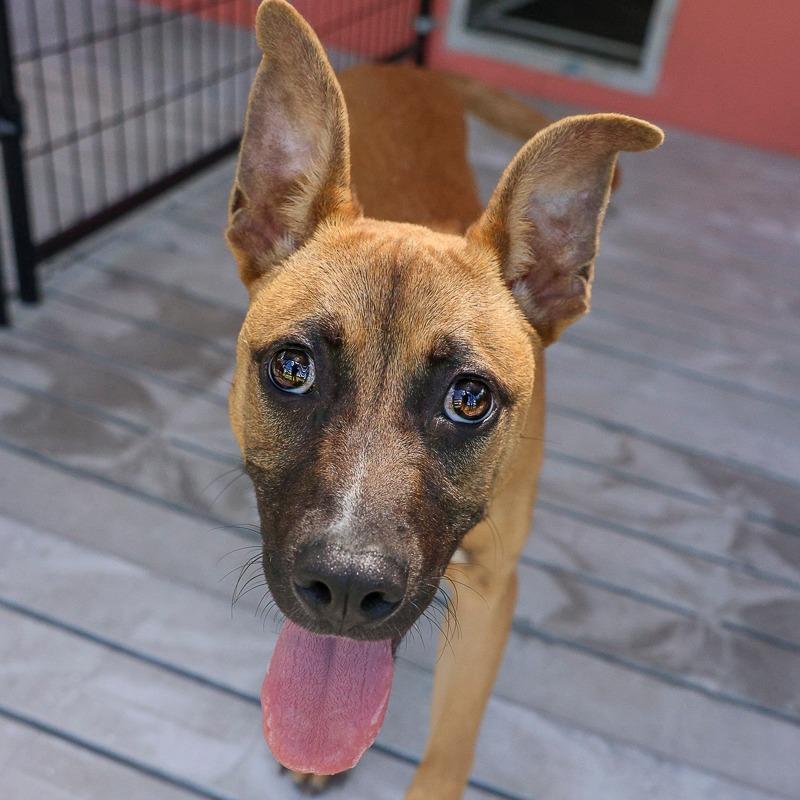 BB, a Adoptable Mixed Breed in Bradenton, FL image 1/6