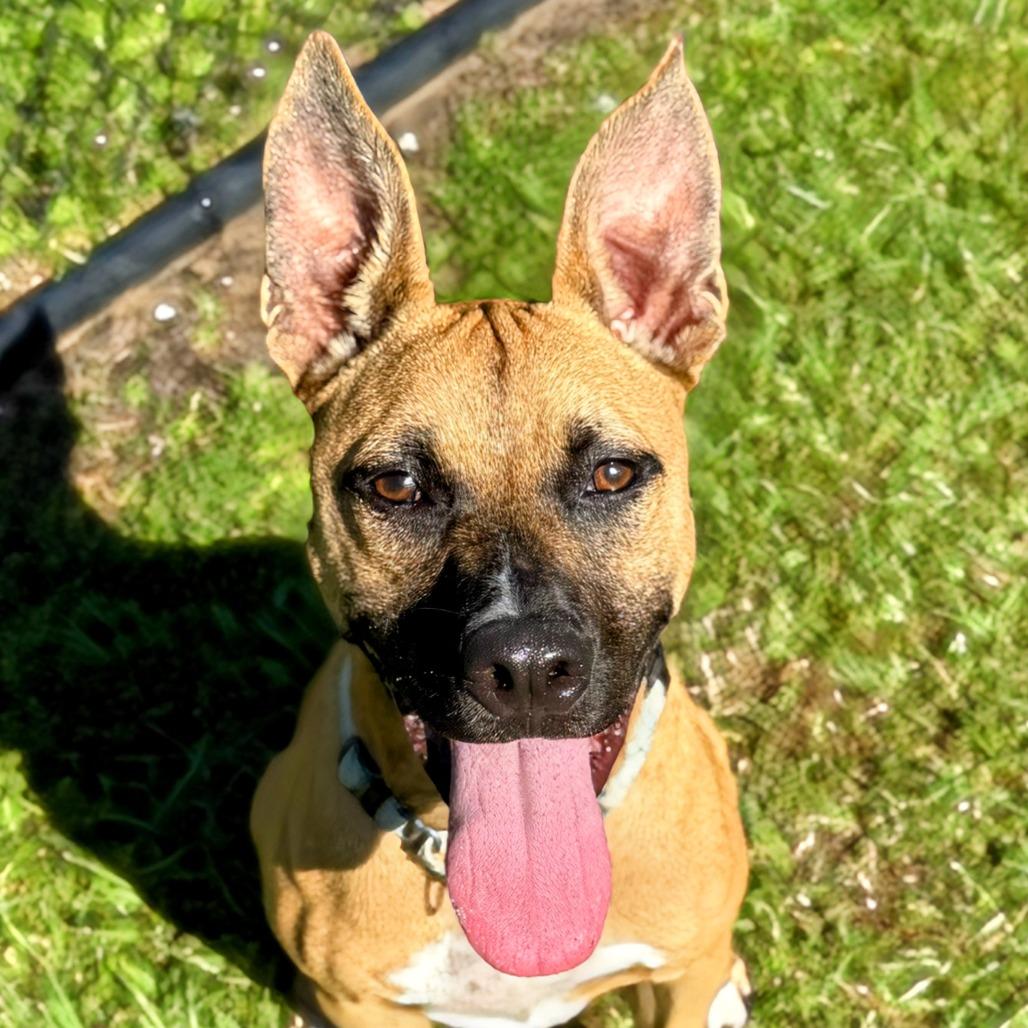 BB, a Adoptable Mixed Breed in Bradenton, FL image 2/6