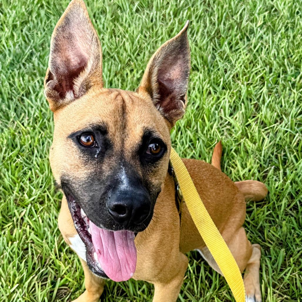 BB, a Adoptable Mixed Breed in Bradenton, FL image 3/6