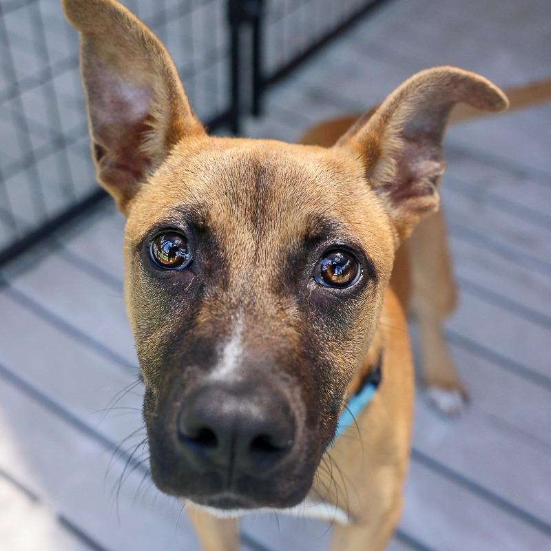 BB, a Adoptable Mixed Breed in Bradenton, FL image 4/6