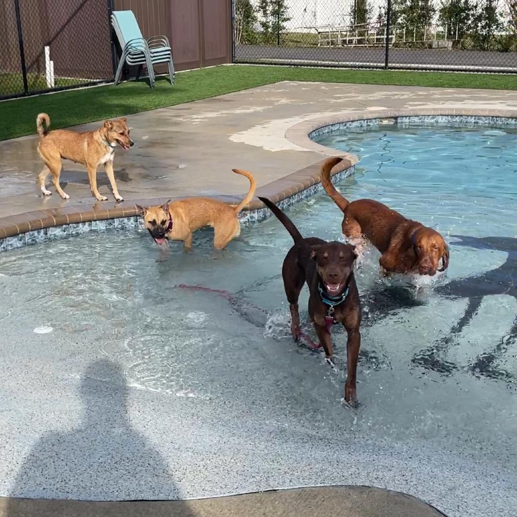 BB, Adoptable, Adult Female Mixed Breed.