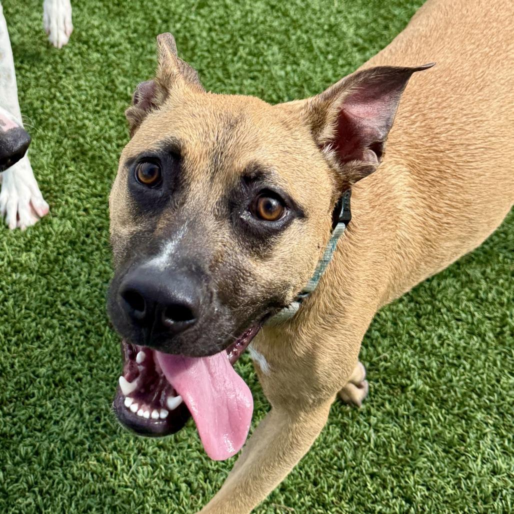 BB, a Adoptable Mixed Breed in Bradenton, FL image 5/6