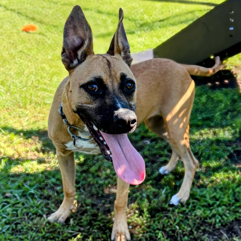 BB, a Adoptable Mixed Breed in Bradenton, FL image 6/6