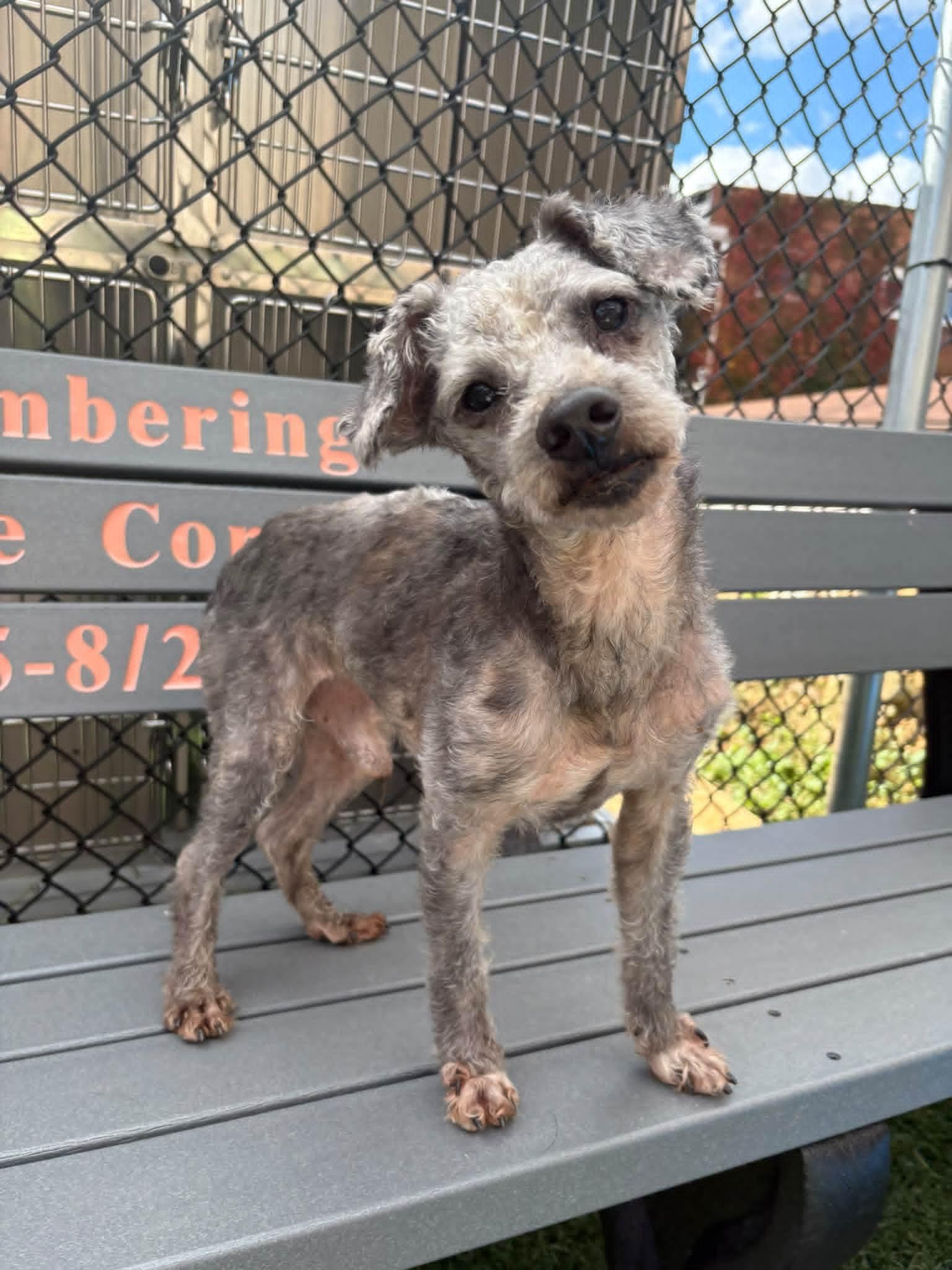 Enlarge TRIPPIE, a Adoptable mixed breed in Vandergrift, PA image 1/1