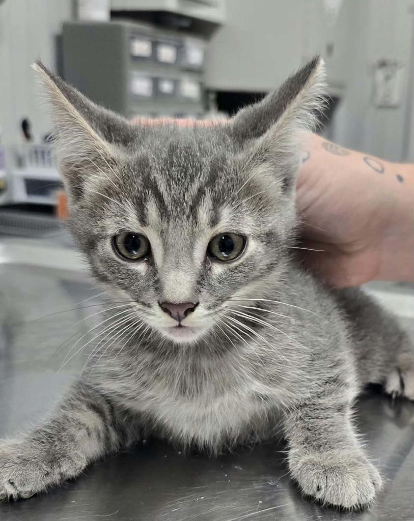 Smokey, Adoptable, Kitten Male Domestic Short Hair.