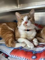 Enlarge Chief Bogo, a ADOPTABLE Domestic Short Hair in Manitowoc, WI image 1/1
