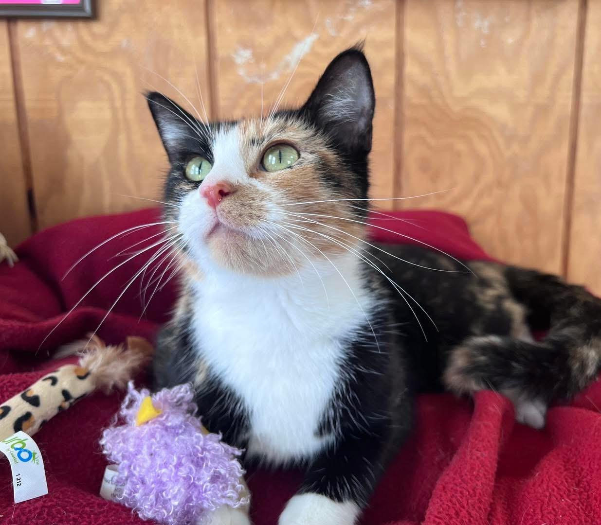 Aurora, Adopted, Young Female Calico.