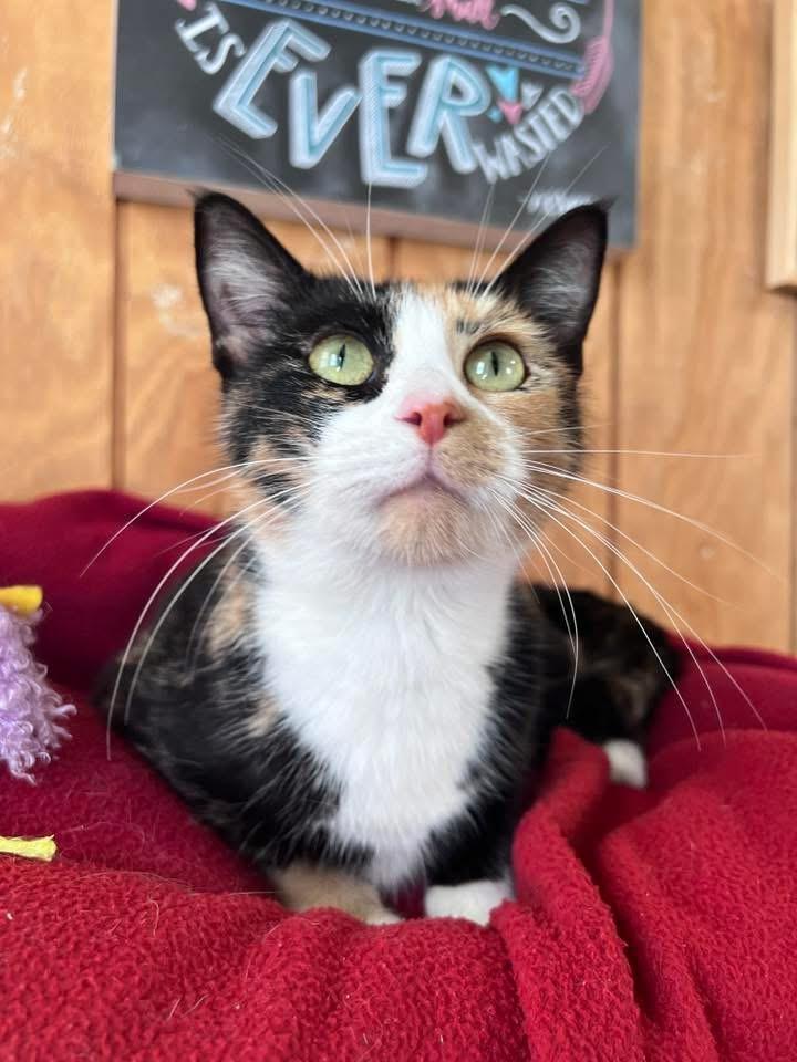 Enlarge Aurora, a Adopted Calico in Sullivan, MO image 2/4