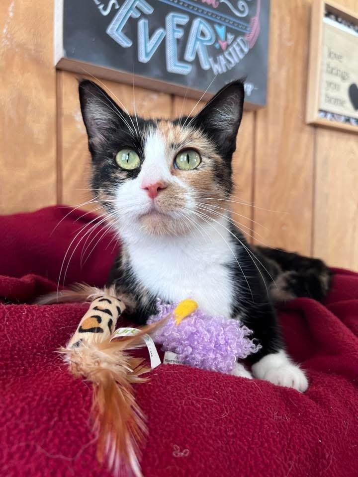 Enlarge Aurora, a Adopted Calico in Sullivan, MO image 3/4