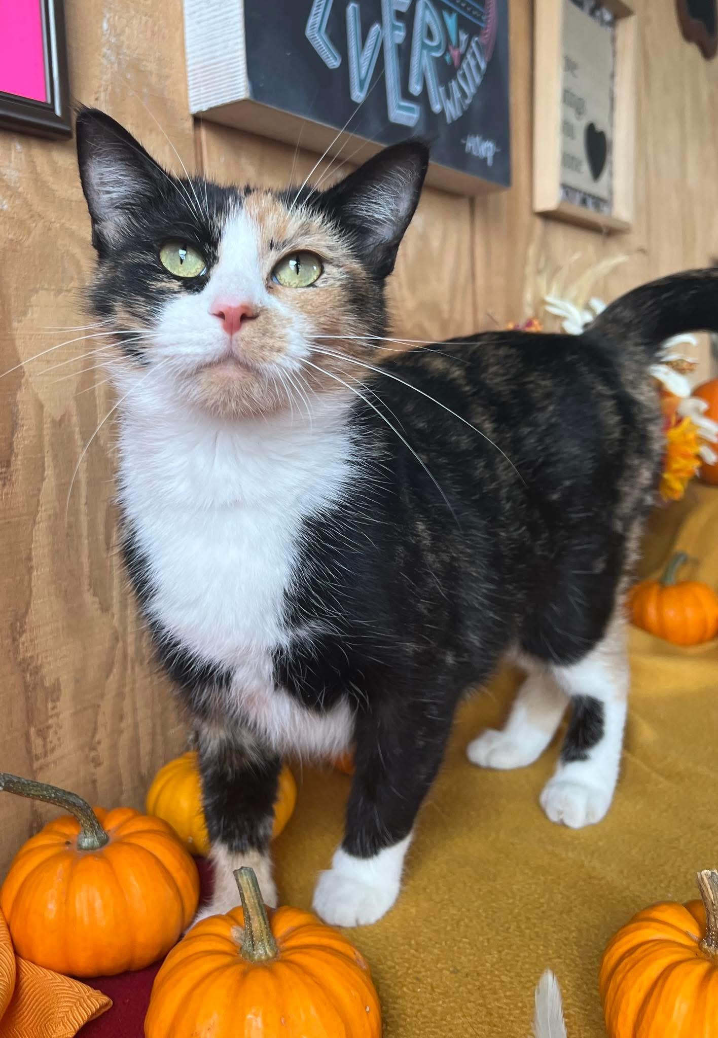 Enlarge Aurora, a Adopted Calico in Sullivan, MO image 4/4