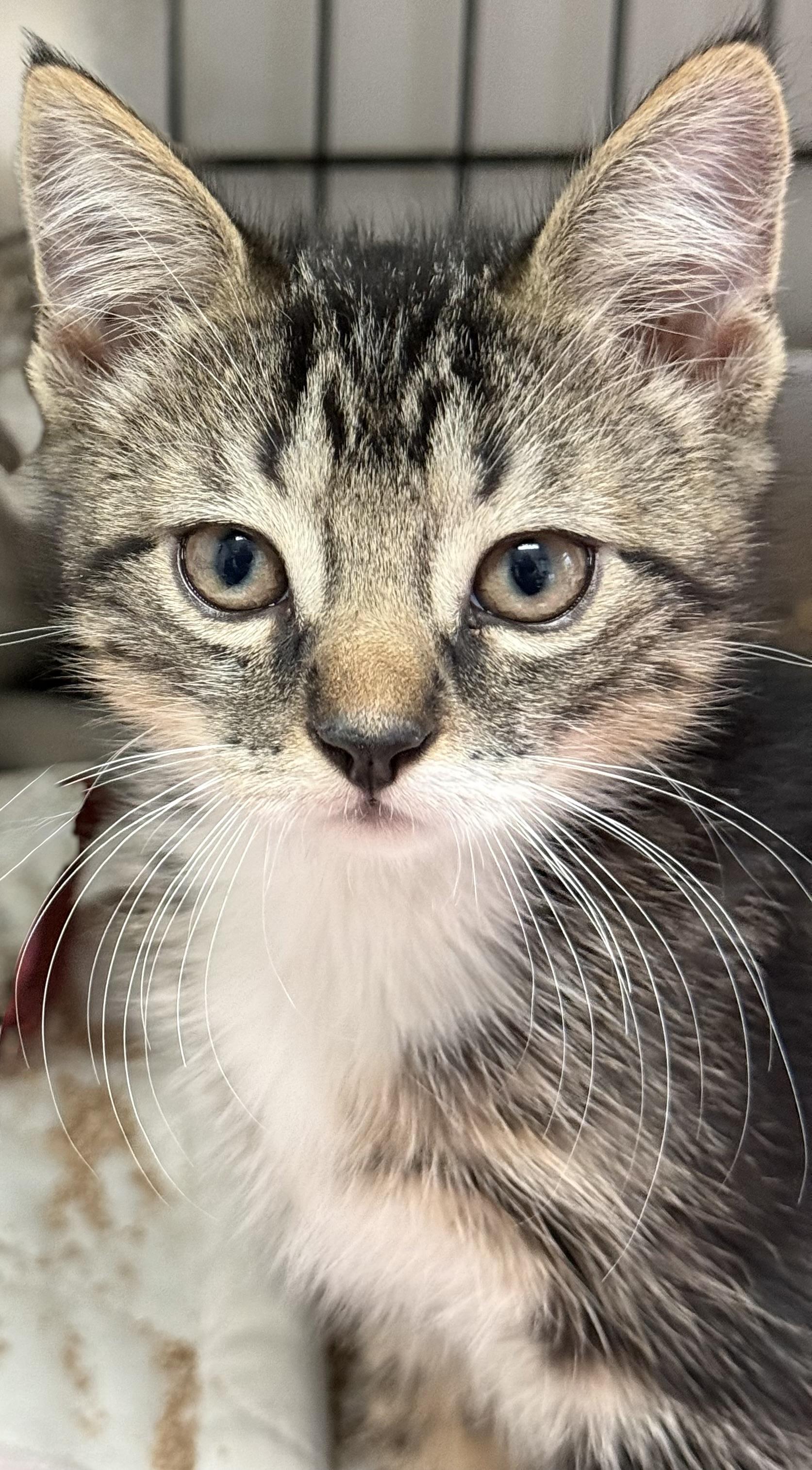 Enlarge Moe, a Adopted mixed breed in Long Beach, NY image 1/1