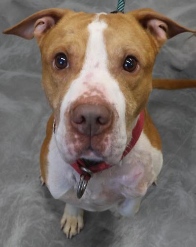 Dewey, Adoptable, Adult Male Pit Bull Terrier & Shar-Pei.