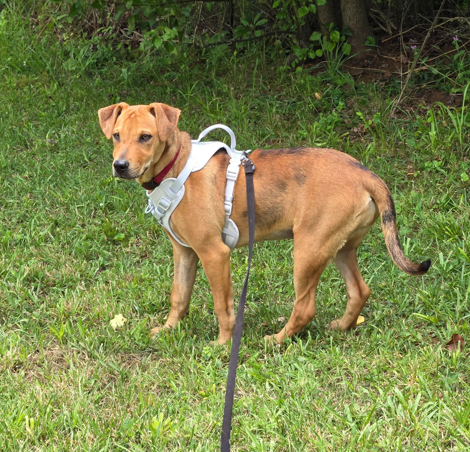 Iris, an adopted mixed breed in Piney Flats, TN image 5/6