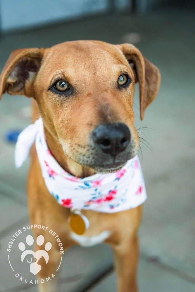 Iris, an adopted mixed breed in Piney Flats, TN image 2/6