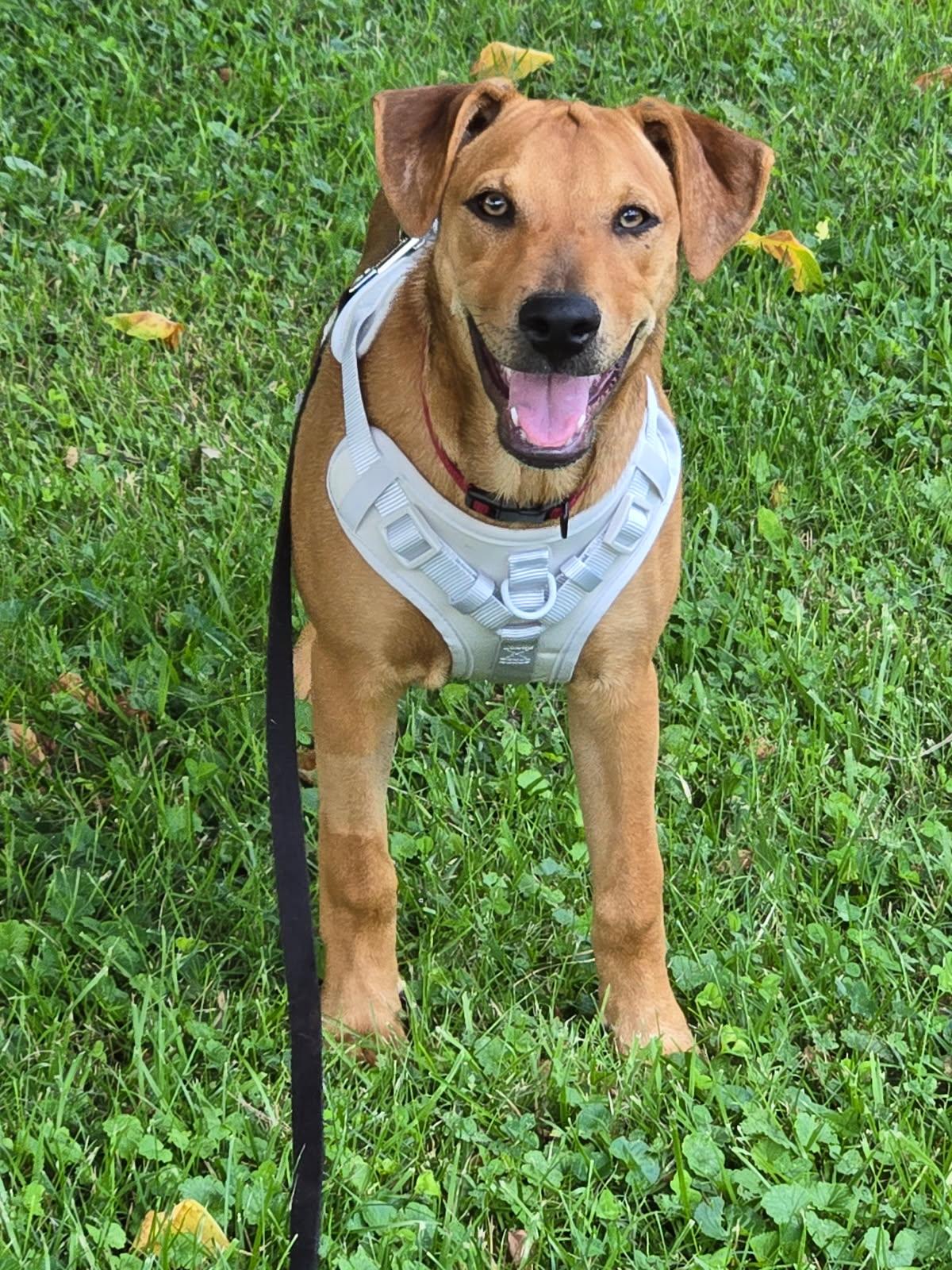 Iris, adopted, Puppy Female Catahoula Leopard Dog & Manchester Terrier.
