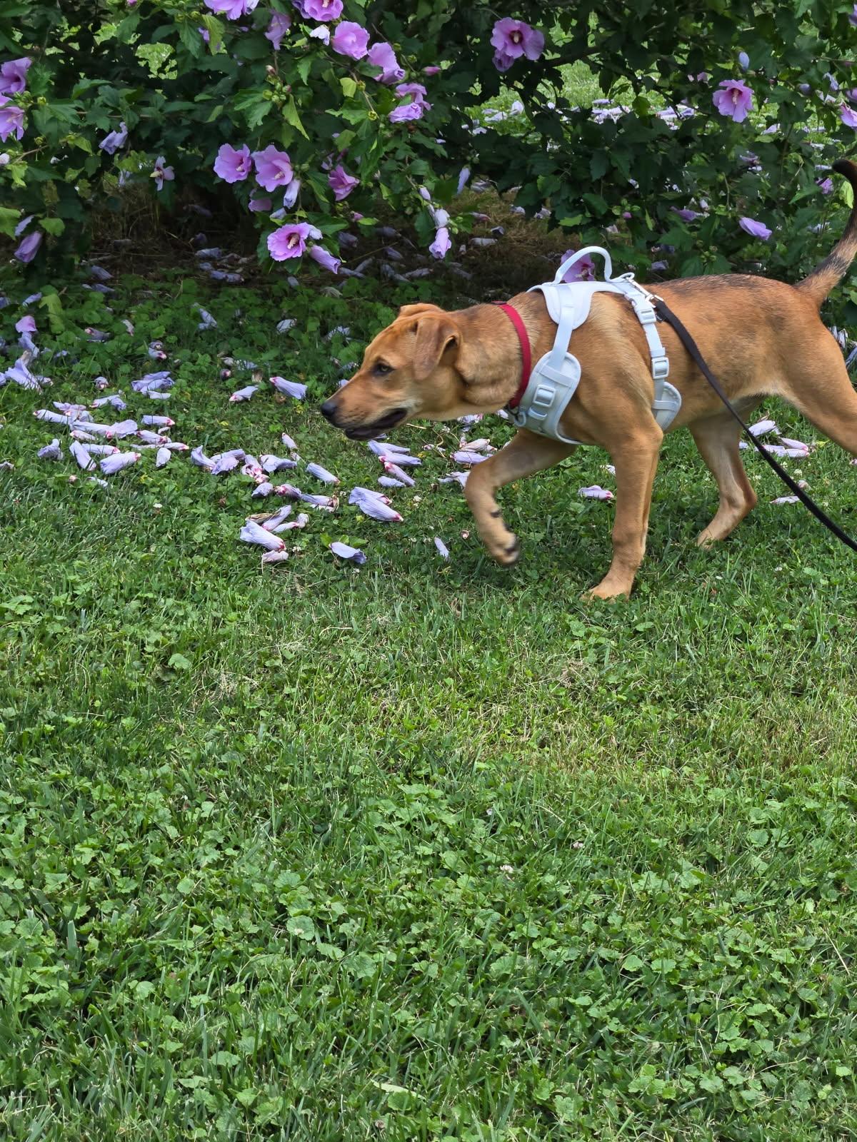Iris, an adopted mixed breed in Piney Flats, TN image 6/6