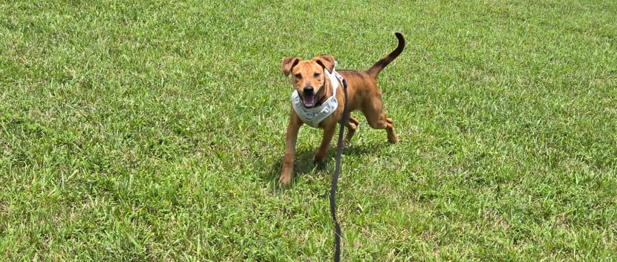 Iris, an adopted mixed breed in Piney Flats, TN image 4/6
