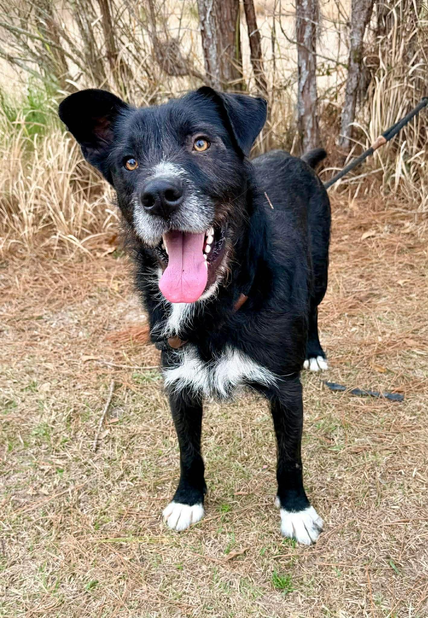 Enlarge Shakespeare , a Adoptable mixed breed in Adrian, MI image 5/6