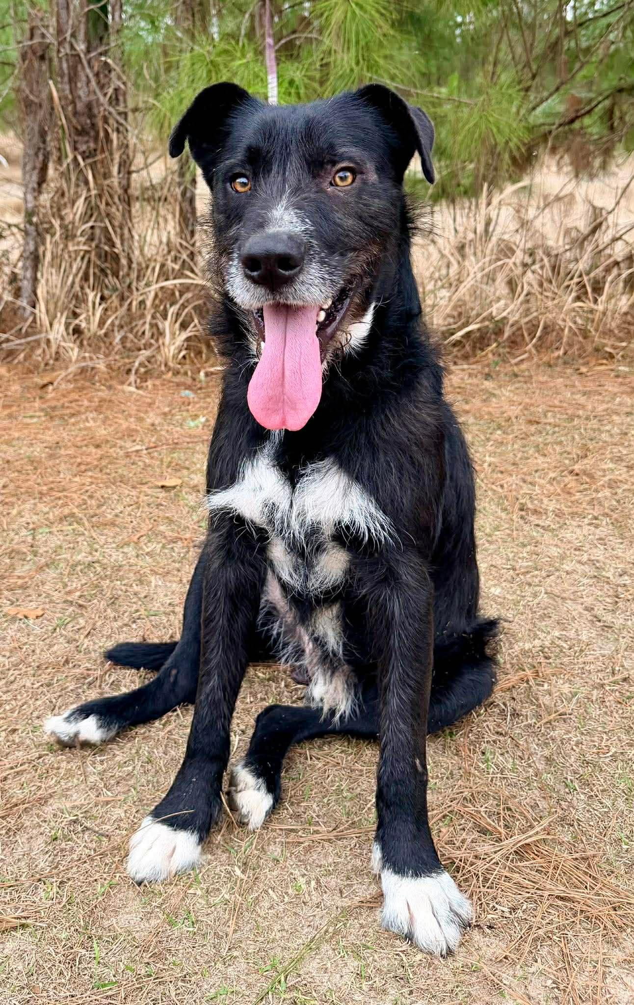 Enlarge Shakespeare , a Adoptable mixed breed in Adrian, MI image 1/6