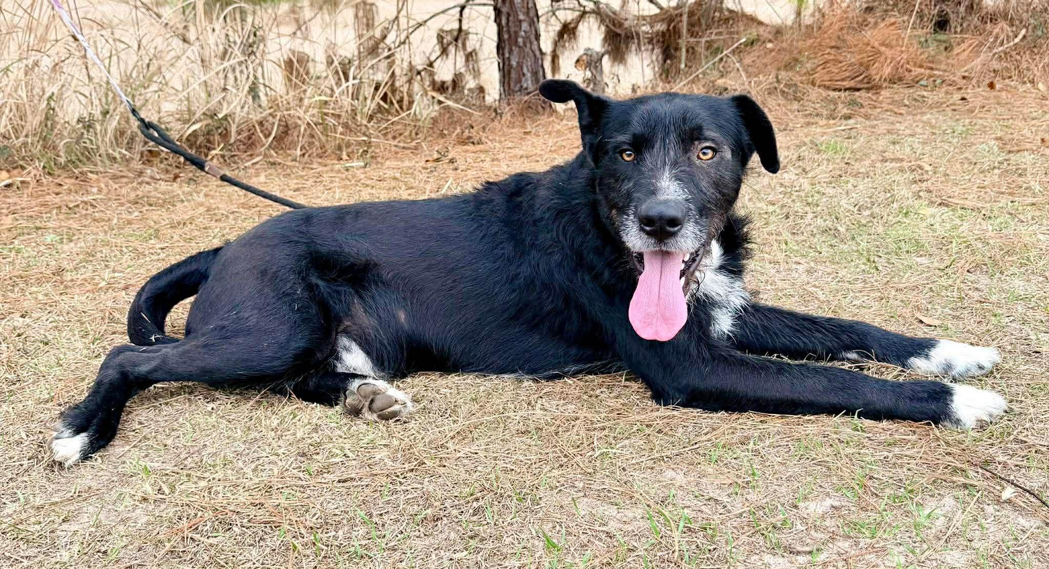 Enlarge Shakespeare , a Adoptable mixed breed in Adrian, MI image 4/6