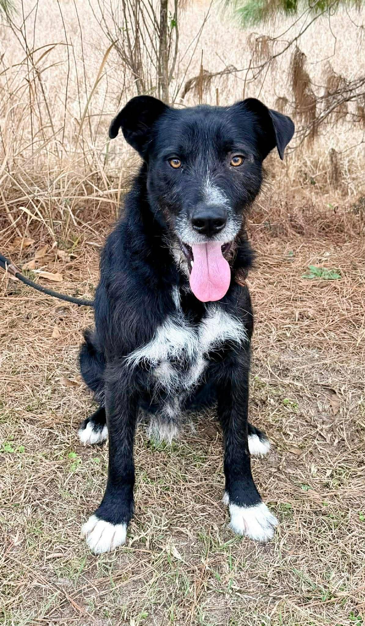 Enlarge Shakespeare , a Adoptable mixed breed in Adrian, MI image 3/6