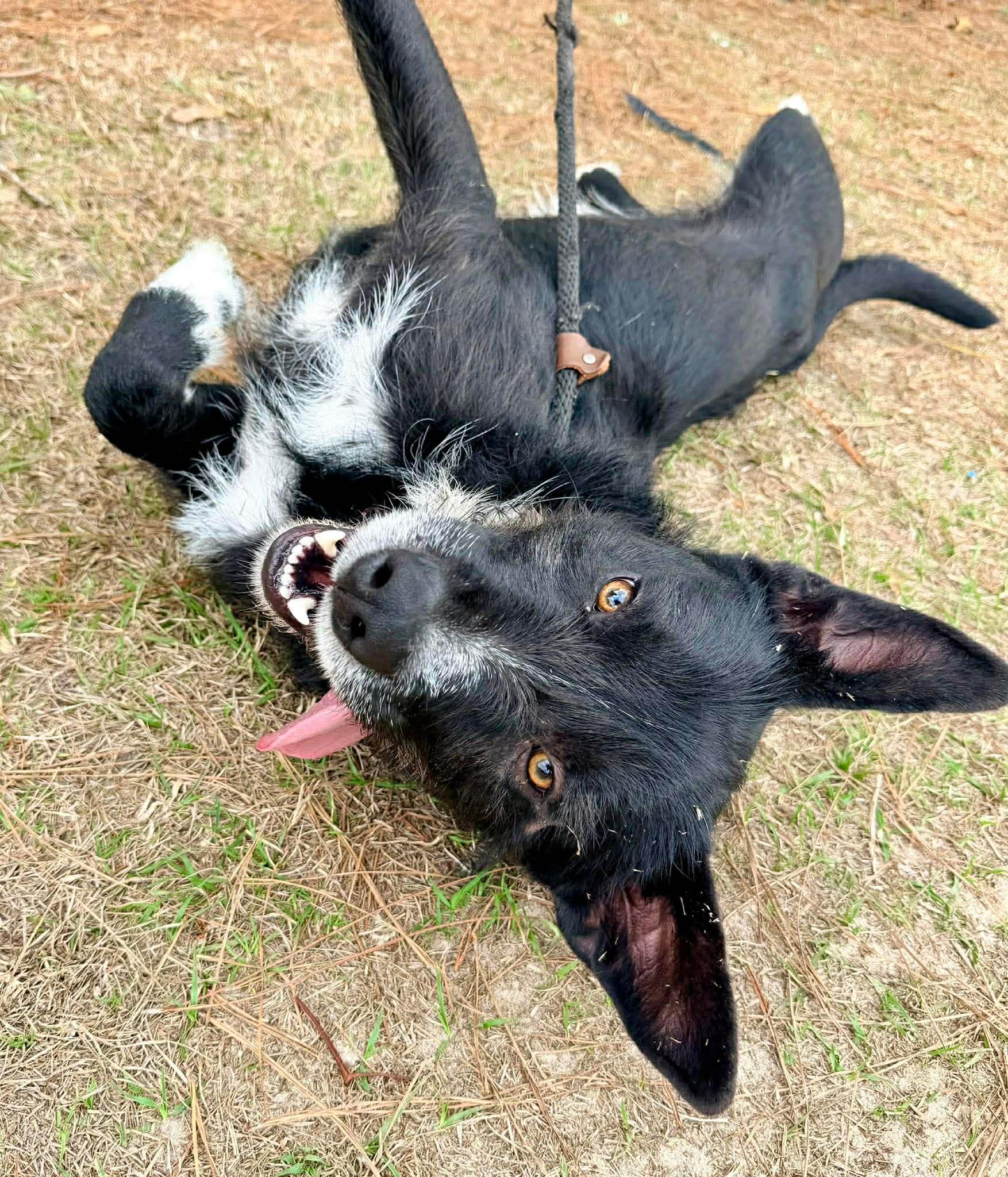 Enlarge Shakespeare , a Adoptable mixed breed in Adrian, MI image 2/6