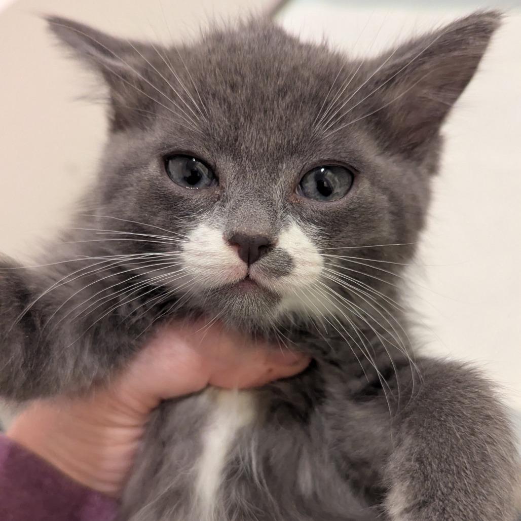 Fern, Adoptable, Kitten Male Domestic Short Hair.