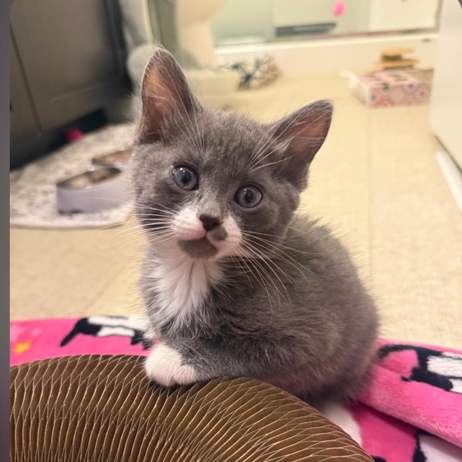 Enlarge Fern, a Adoptable Domestic Short Hair in Meridian, ID image 2/3