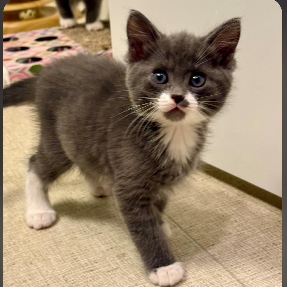 Enlarge Fern, a Adoptable Domestic Short Hair in Meridian, ID image 3/3