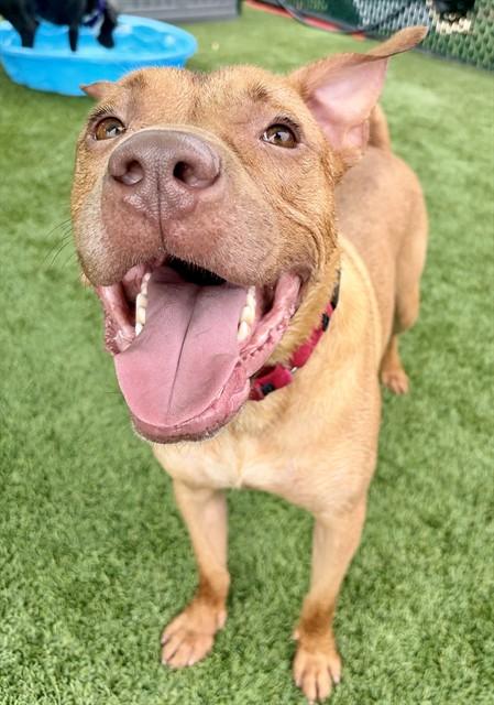 BLU, Adoptable, Young Male Pit Bull Terrier & Mixed Breed.
