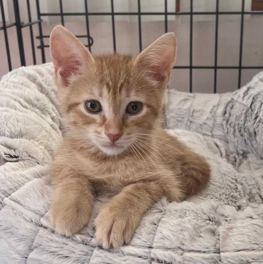 Jake. and Armando, adopted, Kitten Male Tabby.